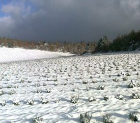 Col des Abeilles - cliquez pour agrandir