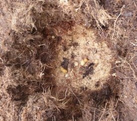 vue dessus palmier trop atteint - cliquez pour agrandir