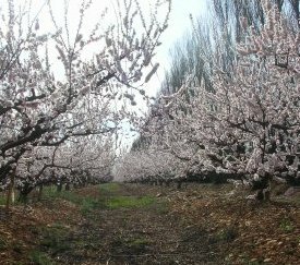 Abricotiers en fleur - cliquez pour agrandir