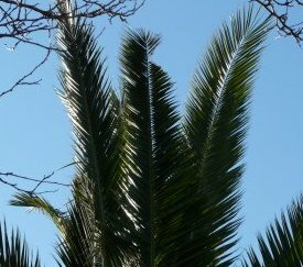 Encoche sur palme - cliquez pour agrandir