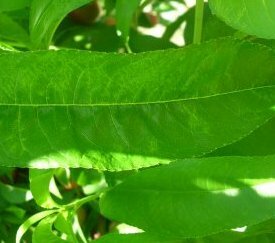 Symptômes sur feuilles de pêcher - cliquez pour agrandir