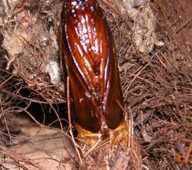 chrysalide extraite du cocon - cliquez pour agrandir