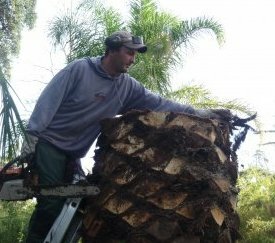fin taille palmier trop atteint pour le sauver - cliquez pour agrandir