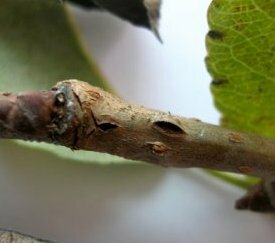Chancre sur bois - cliquez pour agrandir