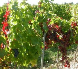 - cliquez pour agrandir