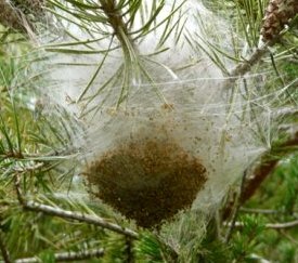 Nids d'hiver - cliquez pour agrandir