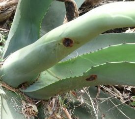 Nécroses sur feuilles d'agaves - cliquez pour agrandir