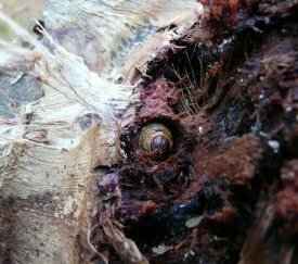 Larve dans galerie - cliquez pour agrandir