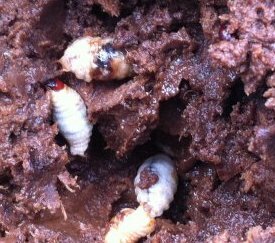 Larves - cliquez pour agrandir