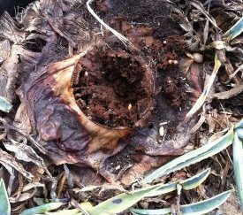 Dégâts sur agaves - cliquez pour agrandir