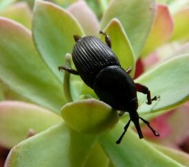 Charançon Adulte - cliquez pour agrandir