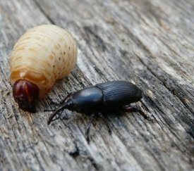 Larve et adulte - cliquez pour agrandir