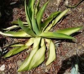 Flétrissement sur agave - cliquez pour agrandir