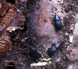 Charançon noir adulte - cliquez pour agrandir